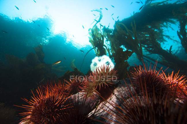 Erizos gigantes del Mar Rojo - foto de stock