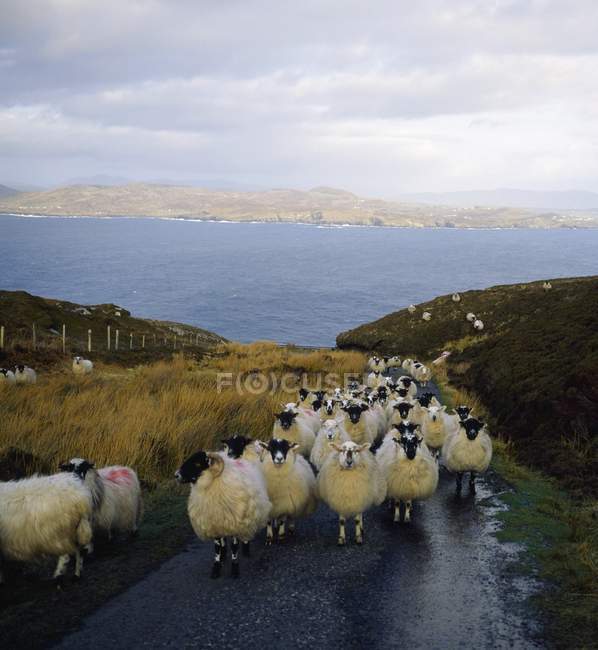 Moutons sur la tête de corne — Photo de stock