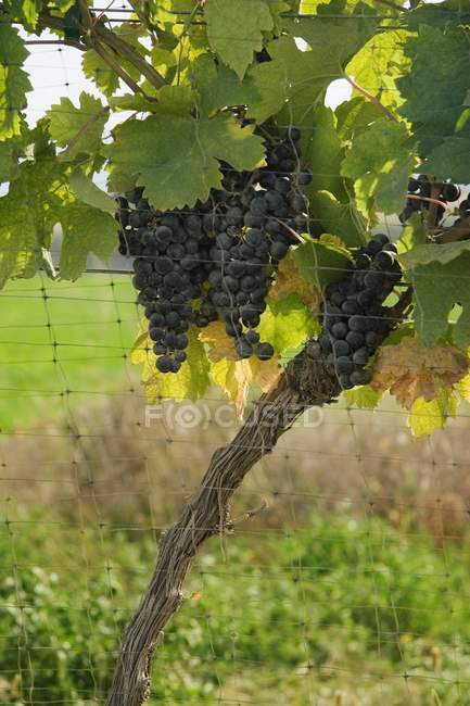 Виноград на лозі проти сітки — стокове фото