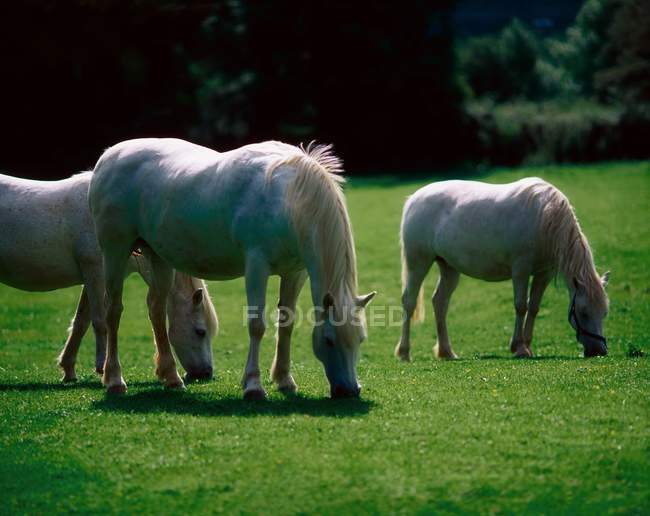Білі коні випасу — стокове фото