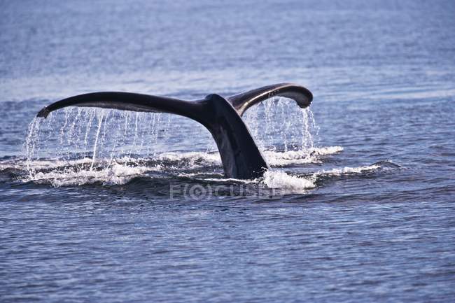 Buckelwal geht unter Wasser — Stockfoto