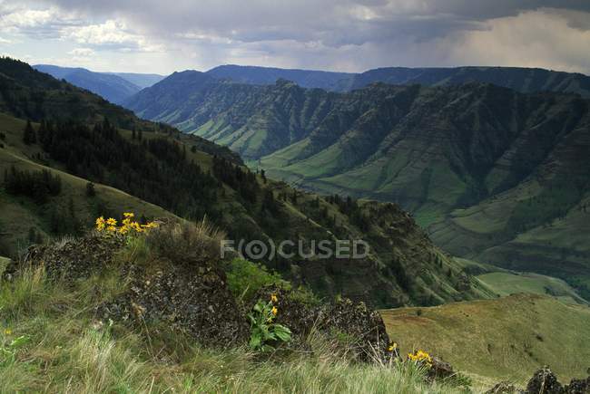 Hügel mit grünem Gras und Pflanzen — Stockfoto
