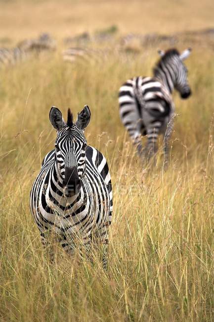Zebras em pé na grama — Fotografia de Stock