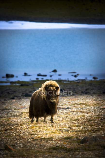 Muskox (Ovibos Moschatus) nos Territórios do Noroeste — Fotografia de Stock