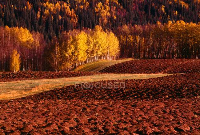 Campos y árboles en otoño - foto de stock