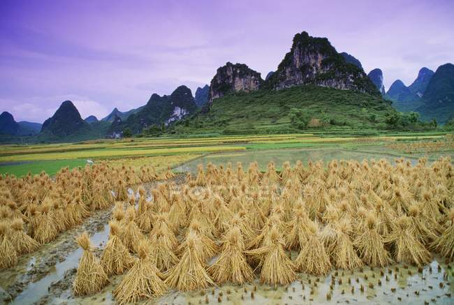 Campo de arroz con colinas - foto de stock