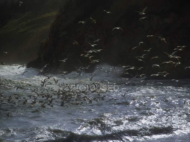 Gaivotas voando sobre a água — Fotografia de Stock
