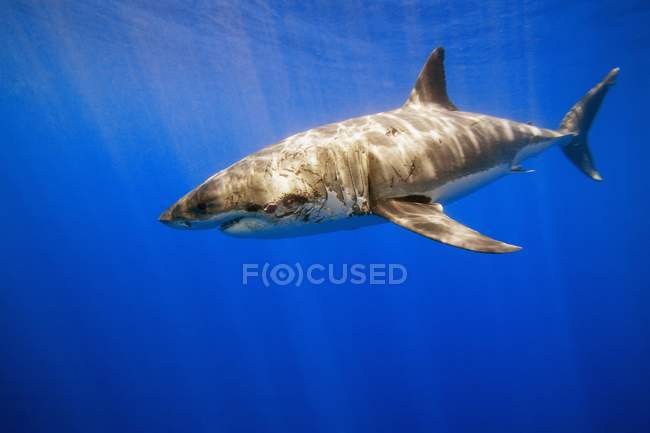Great White Shark — Stock Photo