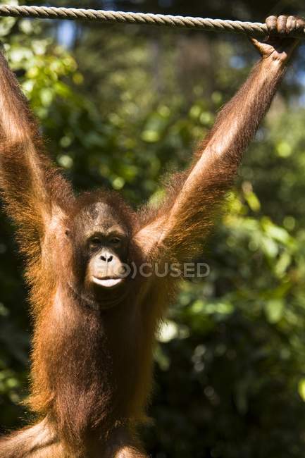 Orangutan giovanile appeso a una corda — Foto stock