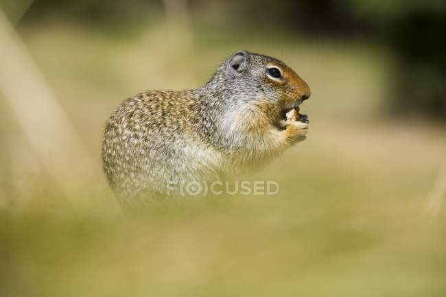 Écureuil de Columbia — Photo de stock