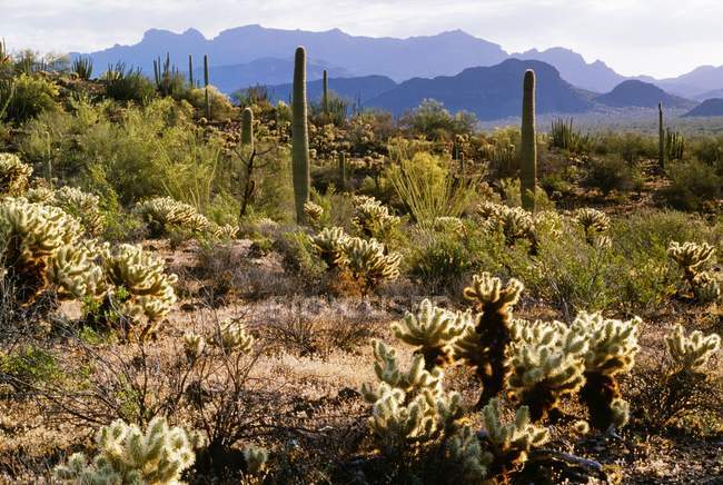 Organo Pipe Cactus Monumento nazionale — Foto stock
