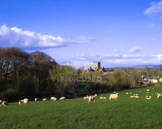 Moutons pâturant sur l'herbe verte — Photo de stock