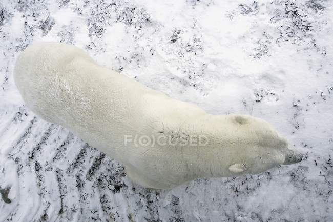 Urso polar andando — Fotografia de Stock