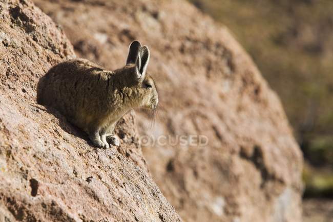 Chinchilla sitzt auf Felsen — Stockfoto