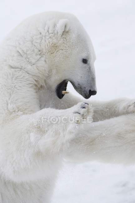 Osos polares luchando - foto de stock
