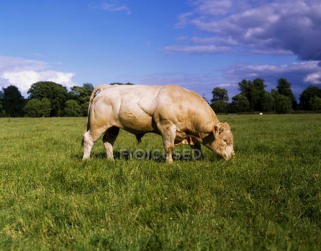 Charolais-Bulle weidet auf Feld — Stockfoto