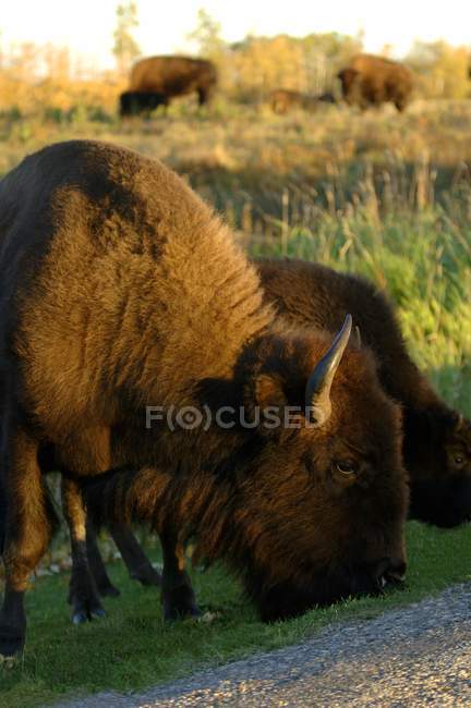 Rebaño de pastoreo de búfalo - foto de stock