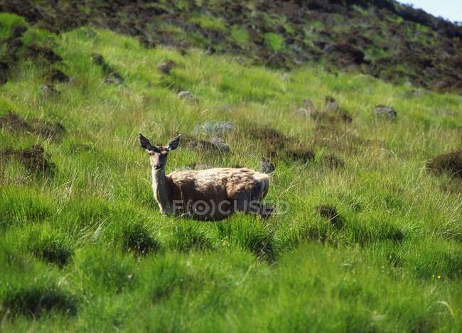 Красный олень стоит на поле — стоковое фото