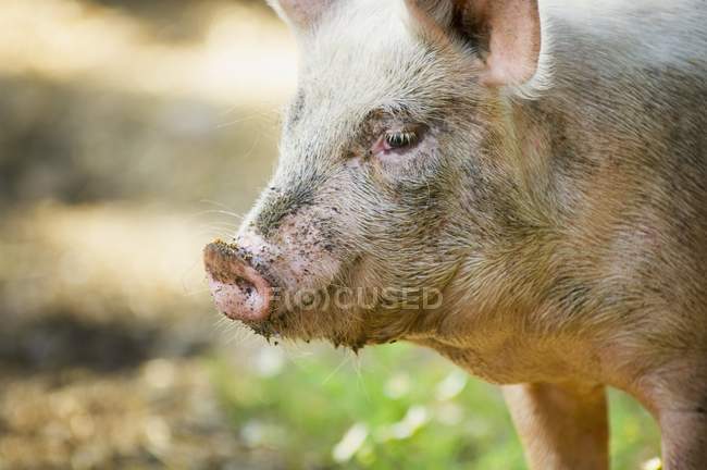 Dreckschwein steht draußen — Stockfoto