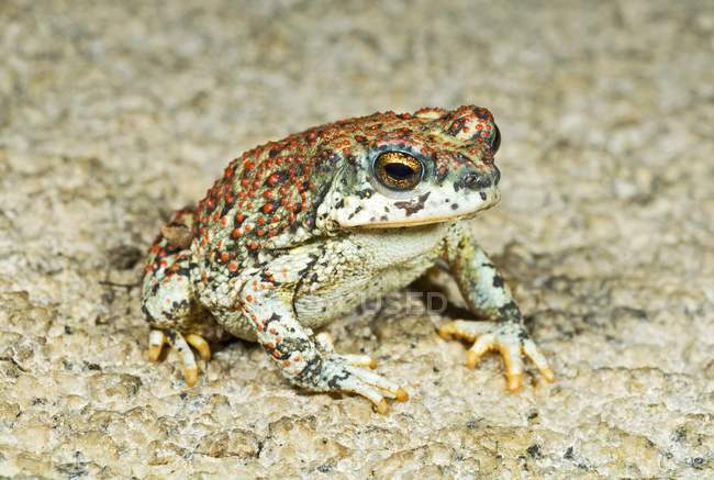 Краснопятнистая жаба (Bufo Punctatus ) — стоковое фото