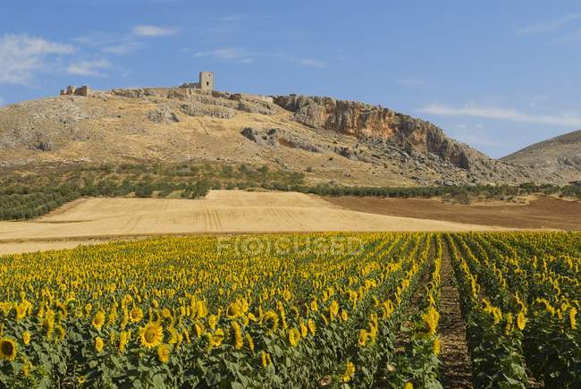 Sonnenblumenfeld in Spanien — Stockfoto