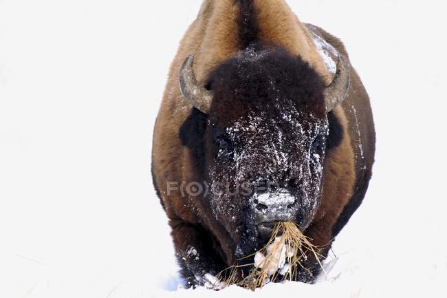 Bisonte en invierno - foto de stock