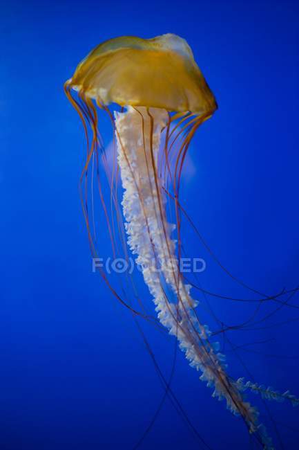 Meduse che nuotano in acqua — Foto stock