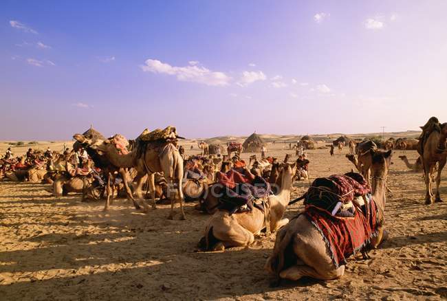 Camelos em coberturas e com sacos — Fotografia de Stock