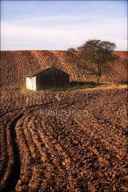Grange et arbre dans le champ — Photo de stock