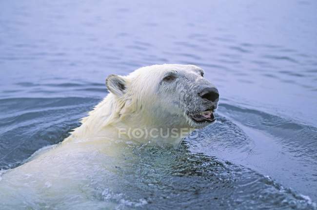 Плавання полярного ведмедя — стокове фото