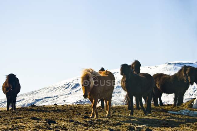 Cavalos islandeses em pé no chão — Fotografia de Stock