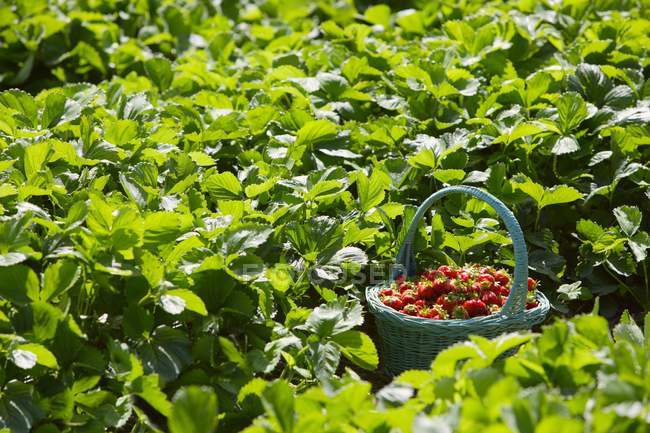 Strawberries surrounded by plants — Stock Photo