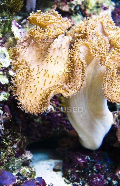 Anémone de mer sur le sol — Photo de stock