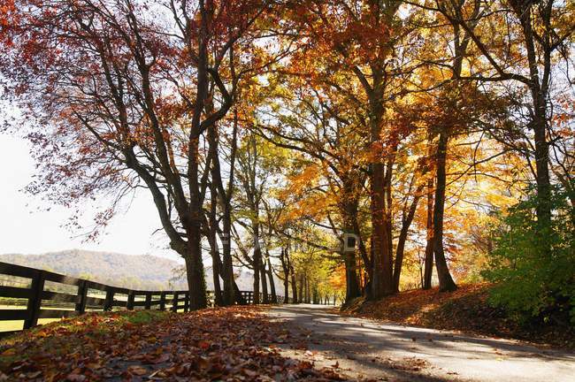 Caminho do Outono com árvores — Fotografia de Stock