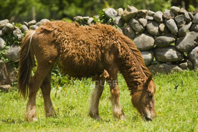 Испанский кантабрийский горный пони — стоковое фото