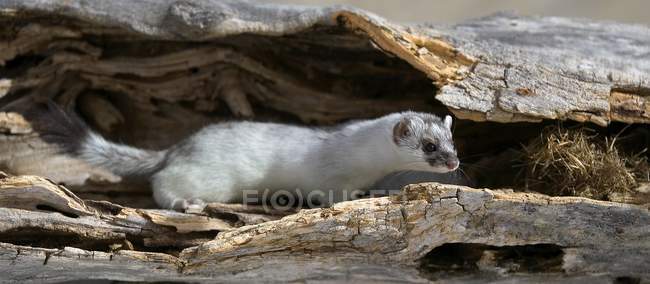 Weasel dalla coda lunga — Foto stock