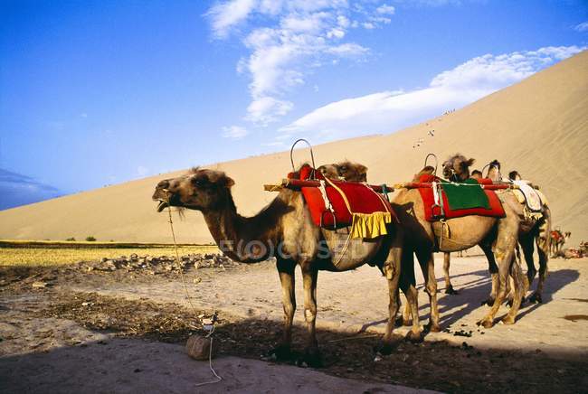 Camelos no deserto na areia — Fotografia de Stock