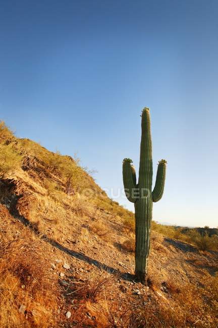 Wüstenlandschaft mit Kakteen — Stockfoto