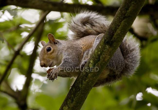 Grigio scoiattolo su ramo — Foto stock