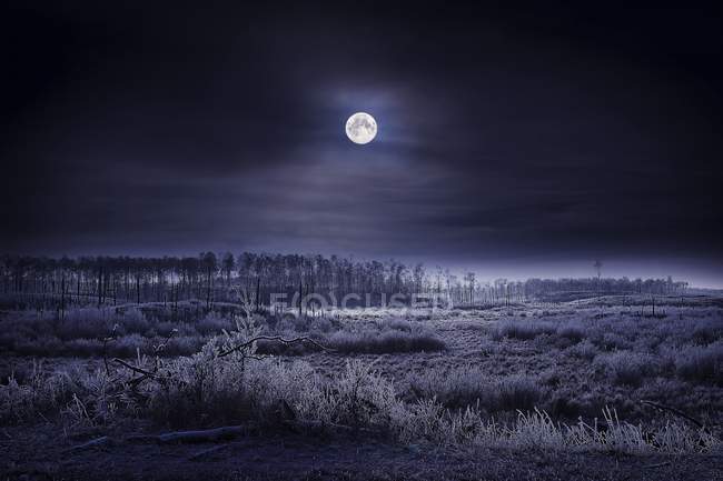 Вечерняя зимняя сцена — стоковое фото