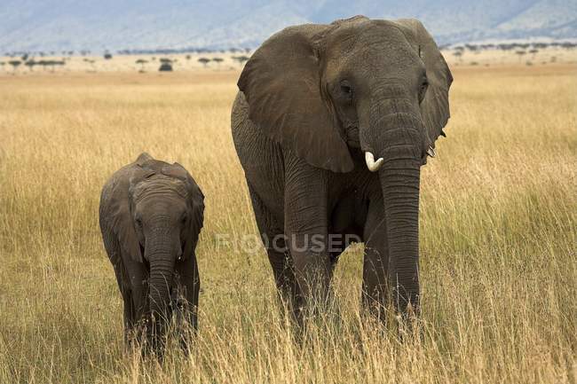 Elefantes em Masai Mara, Quênia, África — Fotografia de Stock