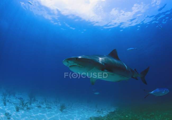 Тигровая акула — стоковое фото
