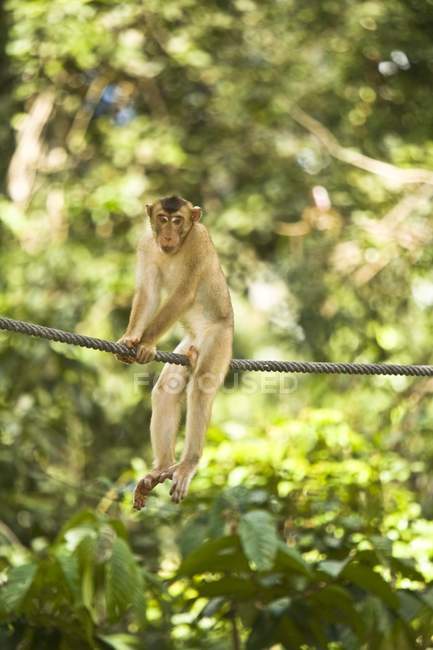 Longtail Macaque sitting on rope — Stock Photo