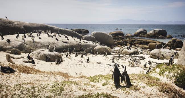 Pinguins em pé na costa — Fotografia de Stock