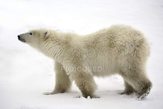 Urso polar andando na neve — Fotografia de Stock