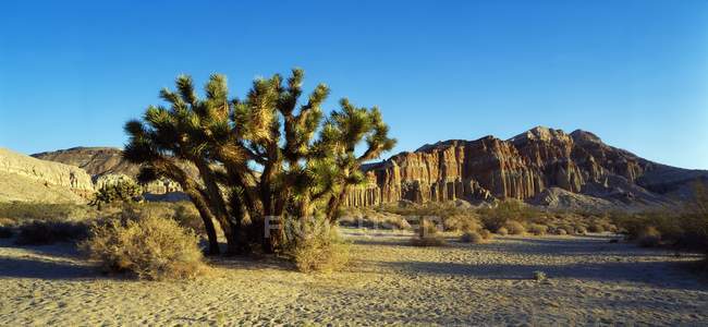 Joshúa árbol en mojave desierto - foto de stock