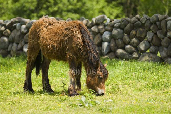 Pony de montaña cantábrico español - foto de stock