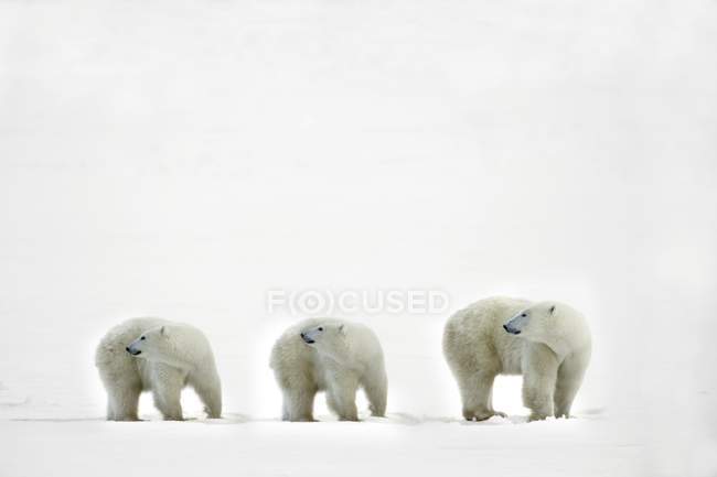 Ursos polares olhando por cima dos ombros — Fotografia de Stock