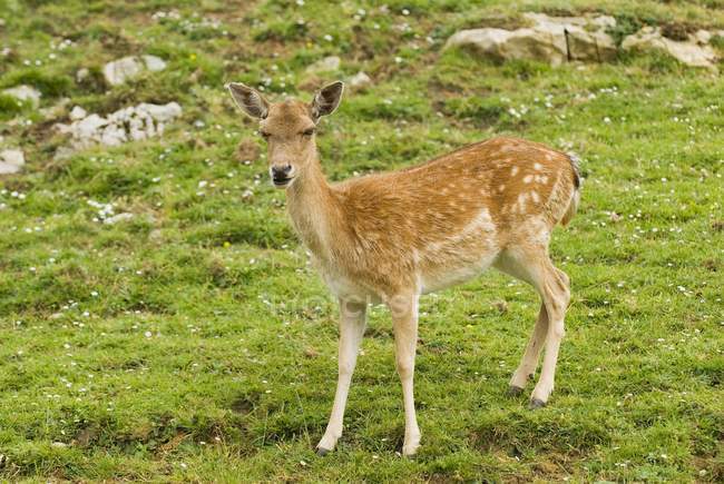 Jachère Deer debout sur le terrain — Photo de stock