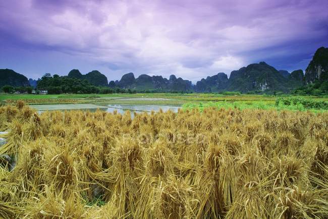 Выращивание риса на поле — стоковое фото
